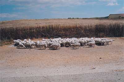 Non potevano mancare le nostre amiche pecore. Spesso si incontravano lungo le strade. Questo gregge, nei pressi di Tulli ai  piedi della Giara di Gesturi,  composto, pensate, da 200 pecore. Per portare al pascolo le pecore il pastore  aiutato solo dai cani e dai suoi piedi. Quindi un gran camminare su e gi per le montagne a cercare erba fresca che qui in Sardegna spesso scarseggia. A fine giornata dopo la mungitura il meritato riposo.