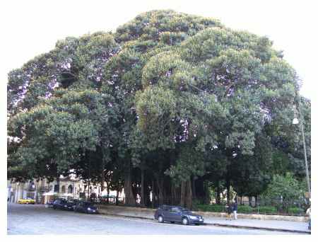 Il grande ficus di Piazza Marina sempre a Palermo