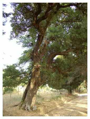 Un mandorlo. Questi alberi secolari sono controllati a vista. Un vero patrimonio vivente.